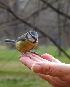 Blue Tit