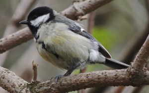 Great Tit