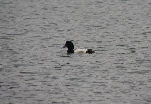 Scaup
