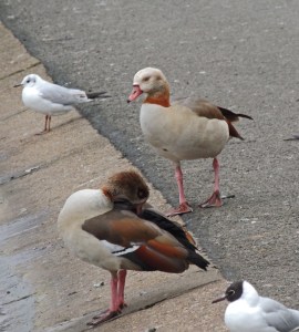 Egyptian Goose
