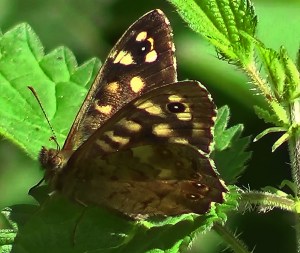 Speckled Wood