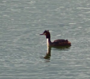 Great Crested Grebe