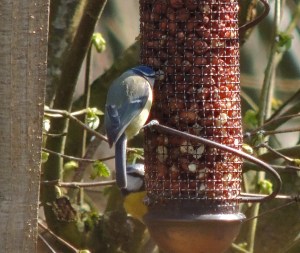 Blue Tit