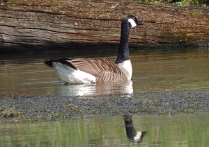 Canada Goose