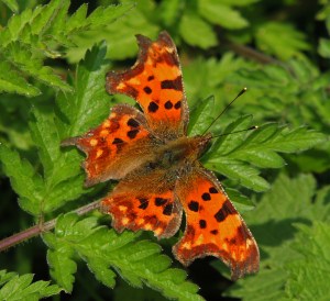 Comma