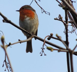 Robin