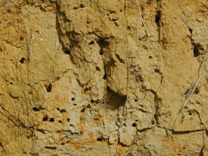 Holes in bank made by solitary bees and wasps to lay their eggs