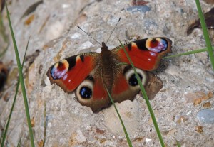 peacock Butterfly