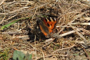 Small Tortoiseshell