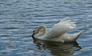 Mute Swan
