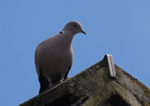 Collared Dove
