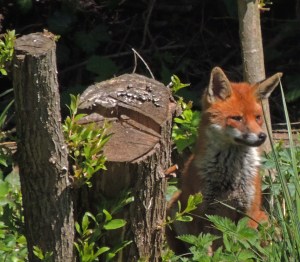Red Fox