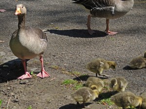Parent keeps an eye on me whilst I photograph the goslings