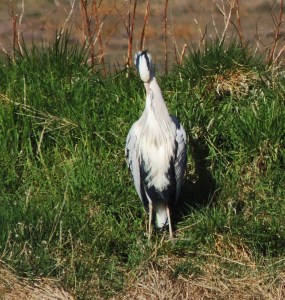 Grey Heron