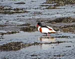 Shelduck