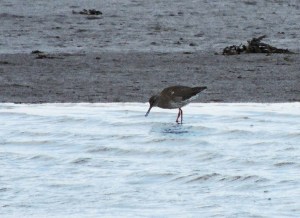 Redshank