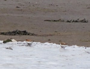 Dunlin
