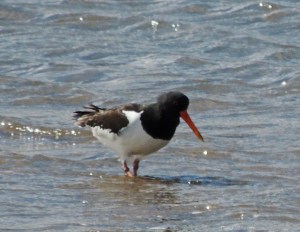 Oystercatcher