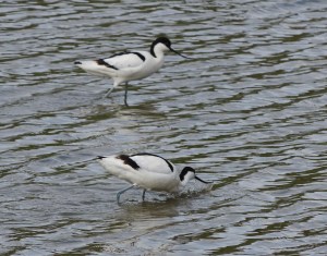 Avocets