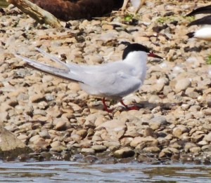 Common Tern