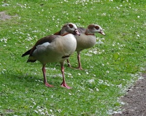 Egyptian Geese