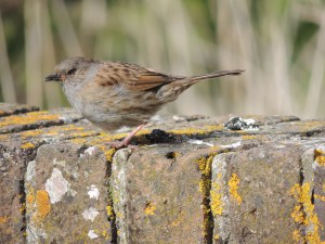 Dunnock 