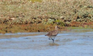 Whimbrel