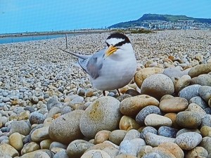 Little Tern at nest (Taken from TV feed)