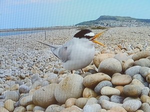 Little Tern on nest (taken from TV feed) 