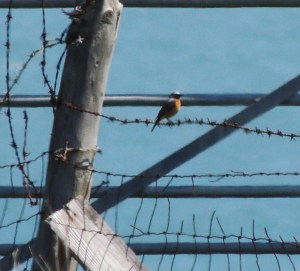 Common Redstart (m)