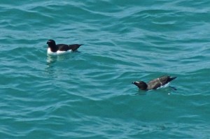 Razorbills