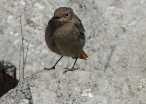 Black Redstart (f)
