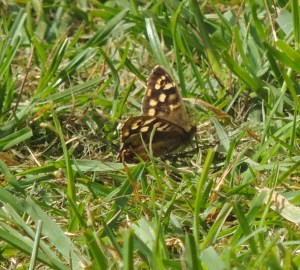 Speckled Wood