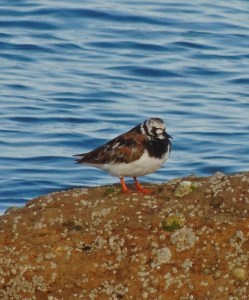 Ruddy Turnstone