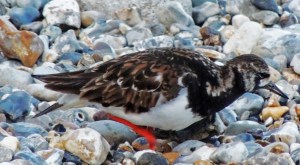 Ruddy Turnstone