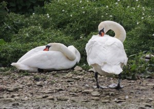 Mute Swan