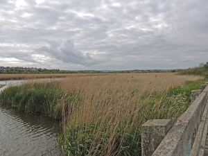 RSPB Radipole