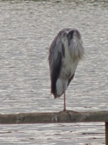 An apparently headless and one-legged Grey Heron