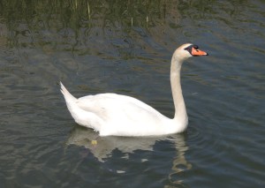 Mute Swan
