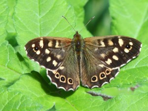 Speckled Wood