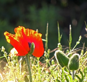 Large Poppy