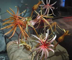 A model of how Crinoids would have looked.