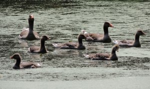 Greylag Geese