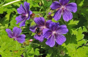 Red-tailed Bumblebee