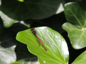 Large Red Damselfly
