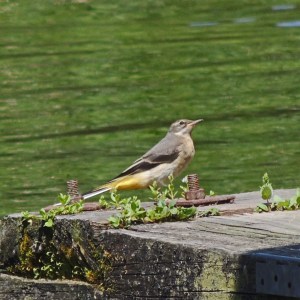 Grey Wagtail
