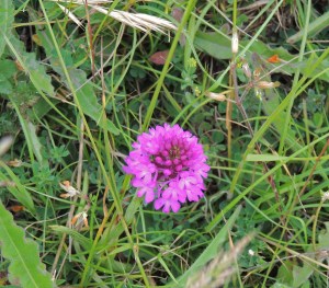 Pyramidal Orchid