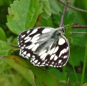 Marbled White