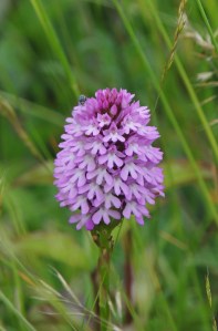 Pyramidal Orchid