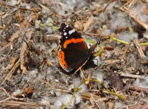 Red Admiral